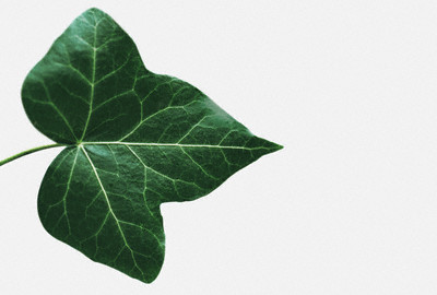 [ivy+leaves.jpg]