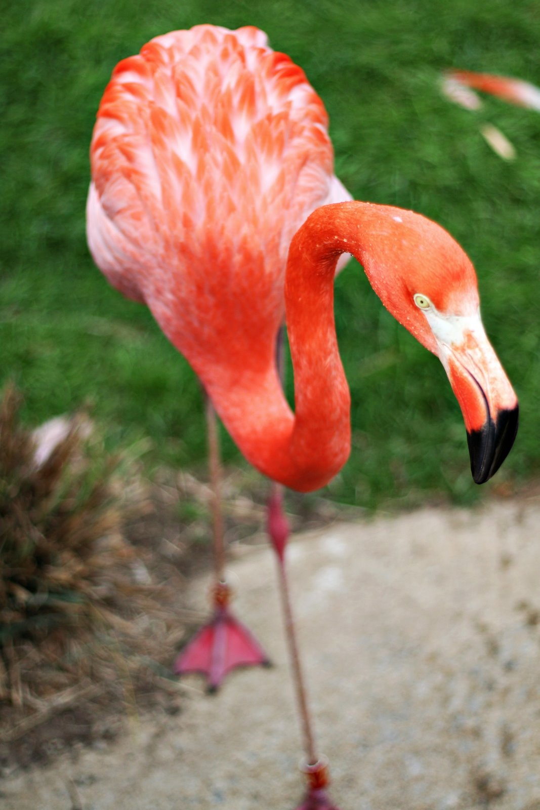 [flamingo1.jpg]