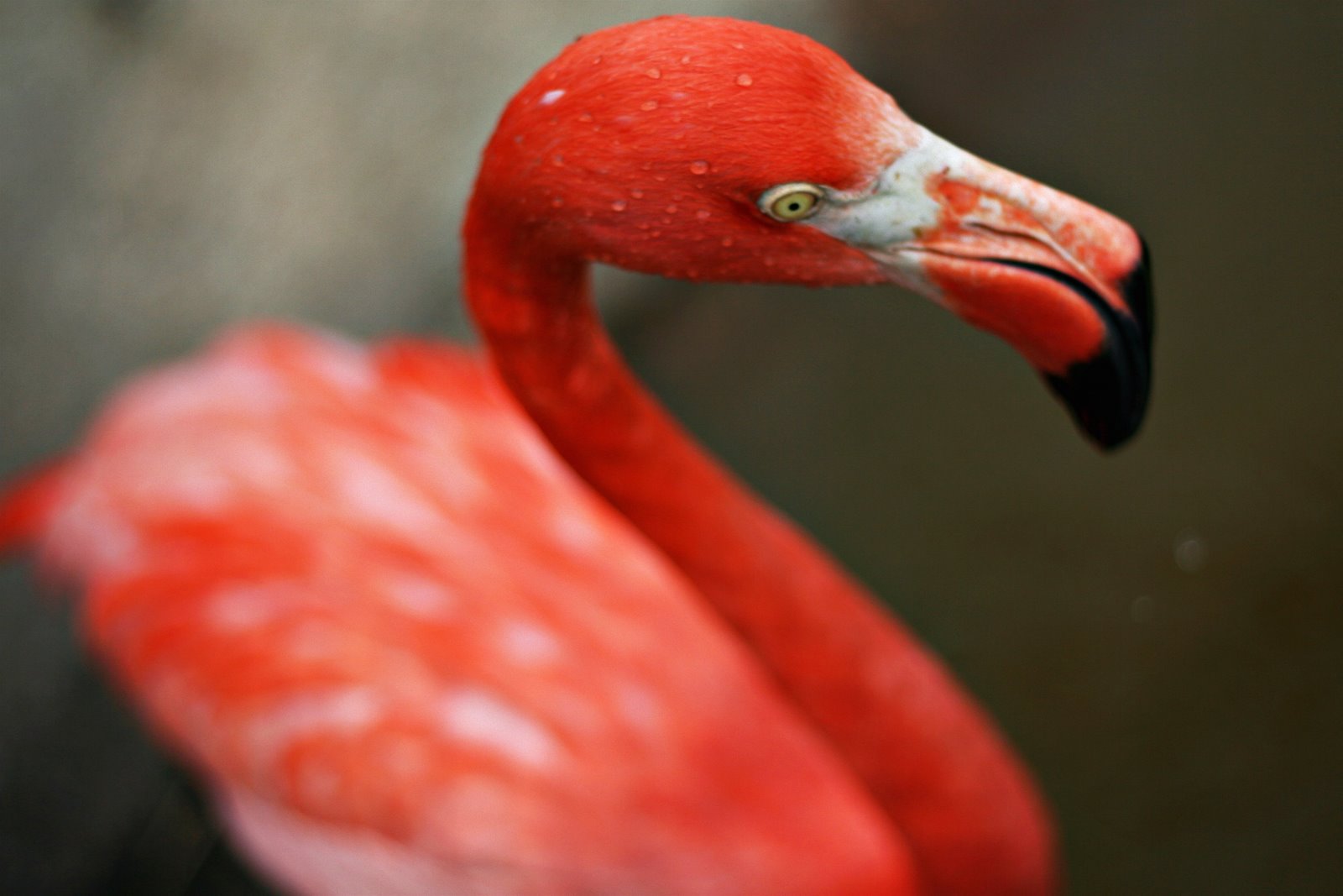 [flamingo2.jpg]