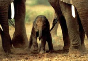 [elefante-foto-bebe.jpg]