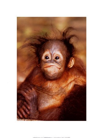 [Baby-Orangutan-Print-C10096614.jpeg]