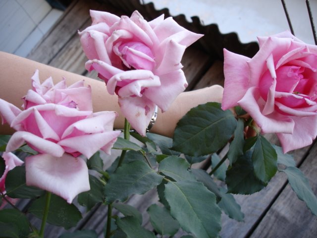 [roses.0.jpg]