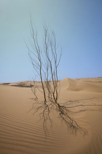 [Kobqi-Desert-(1).jpg]