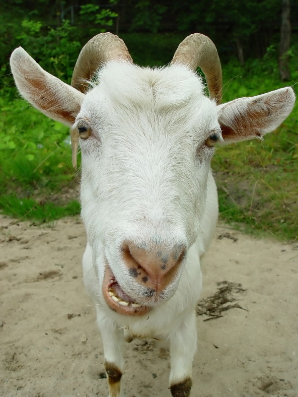 [Goat.jpg]