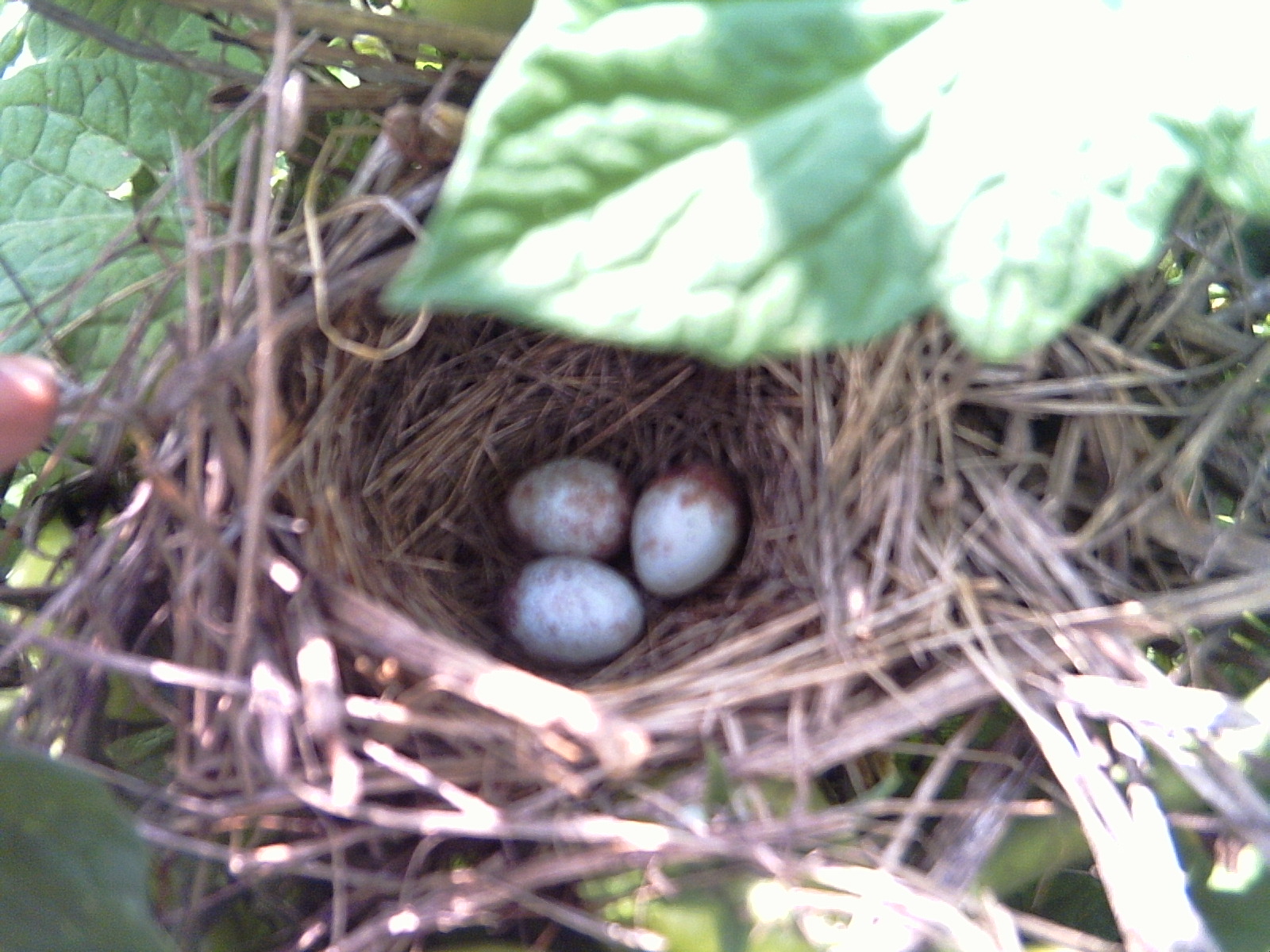[bird+nest+002.JPG]