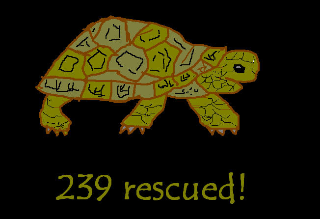 [239+rescued+tortoises.jpg]