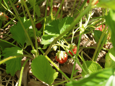 [strawberry+plant.gif]