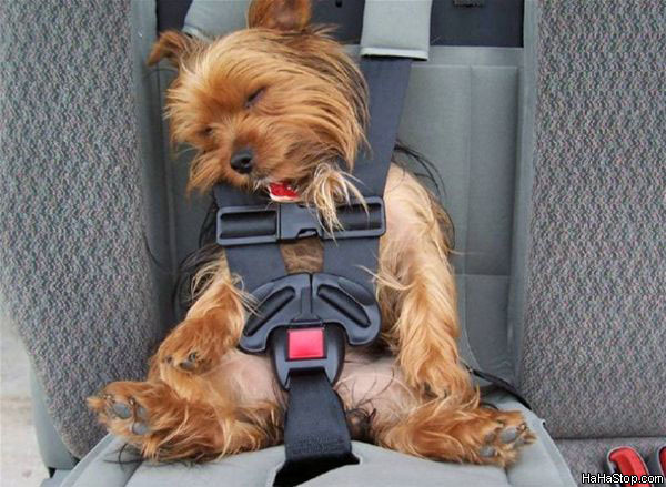 [Seat_Belt_Dog.jpg]
