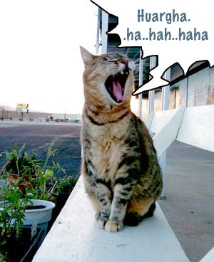 [cats_laugh.jpg]