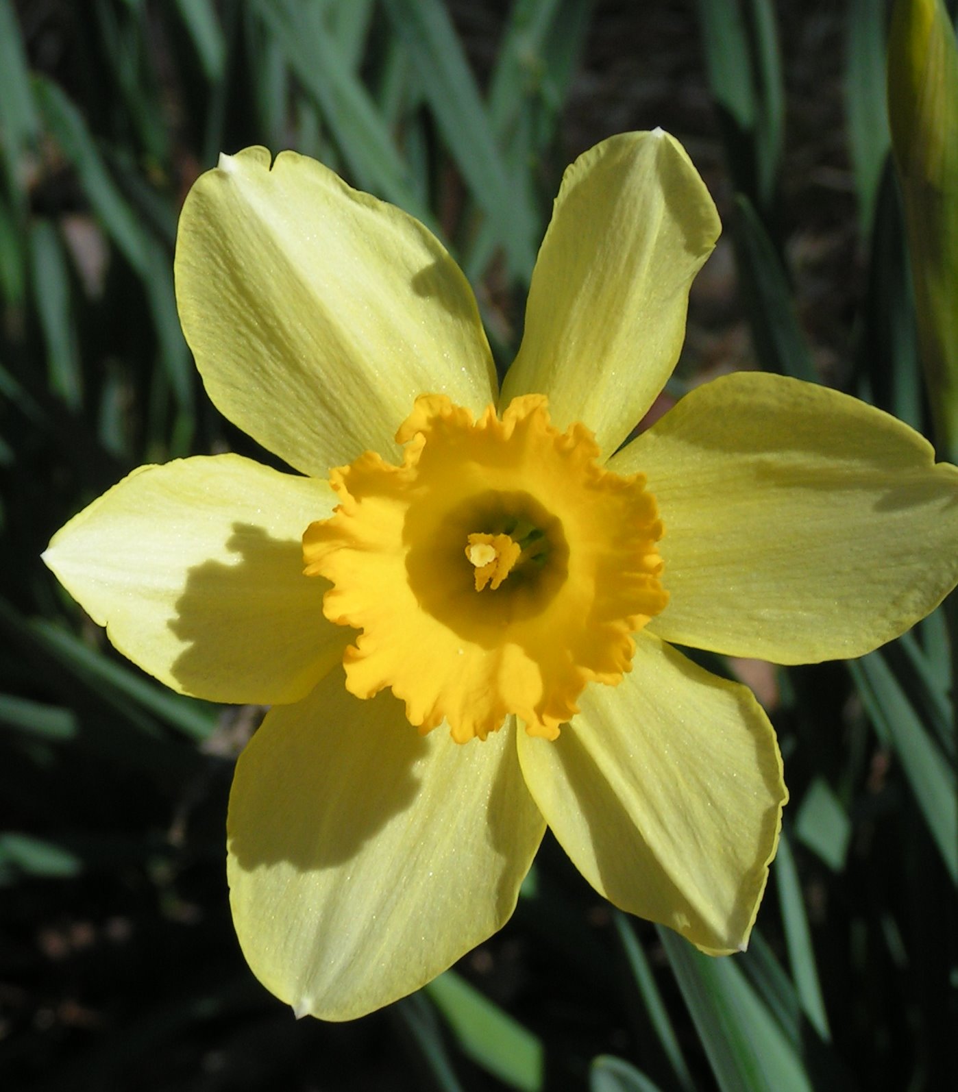 [daffodil4.JPG]