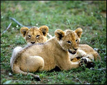 [lion-cub-pictures.jpg]