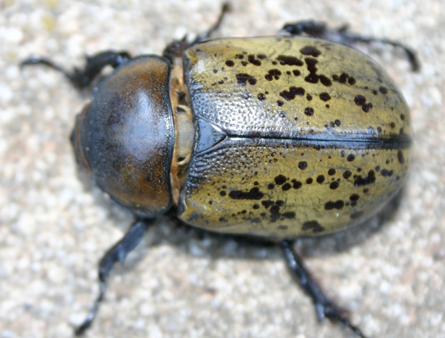 [dynastes+tityus+eastern+hercules+beetle-2.jpg]