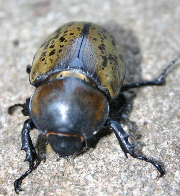 [dynastes+tityus+eastern+hercules+beetle.jpg]