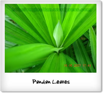 [pandan-leaves-polaroid.jpg]