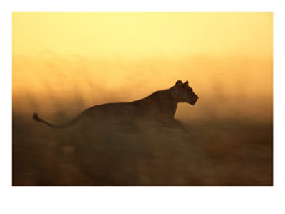 [Running+Lioness.jpg]
