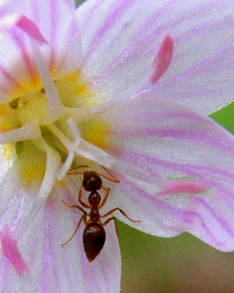 [ant+with+flower.jpg]