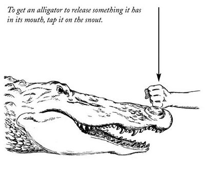 [Alligator_pop.jpg]
