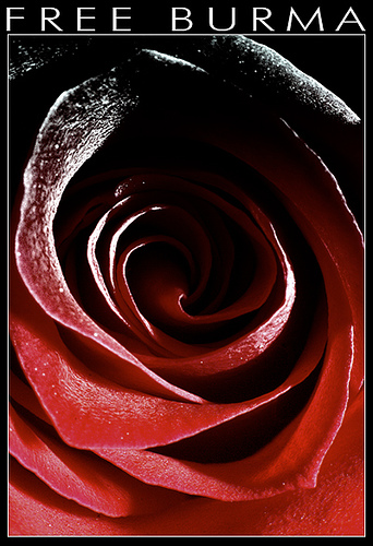 [fb+rose.jpg]
