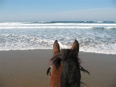 [your-photos-horse-beach+oregon+cam.jpg]