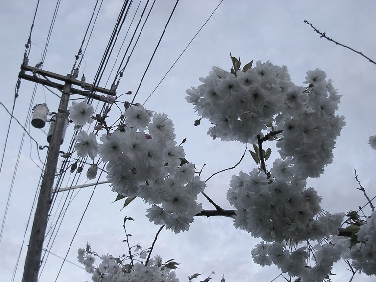 [aer+suzuki+WIRE+FLOWERS+6970+small.jpg]