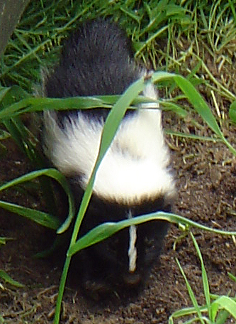 [skunk-3.jpg]