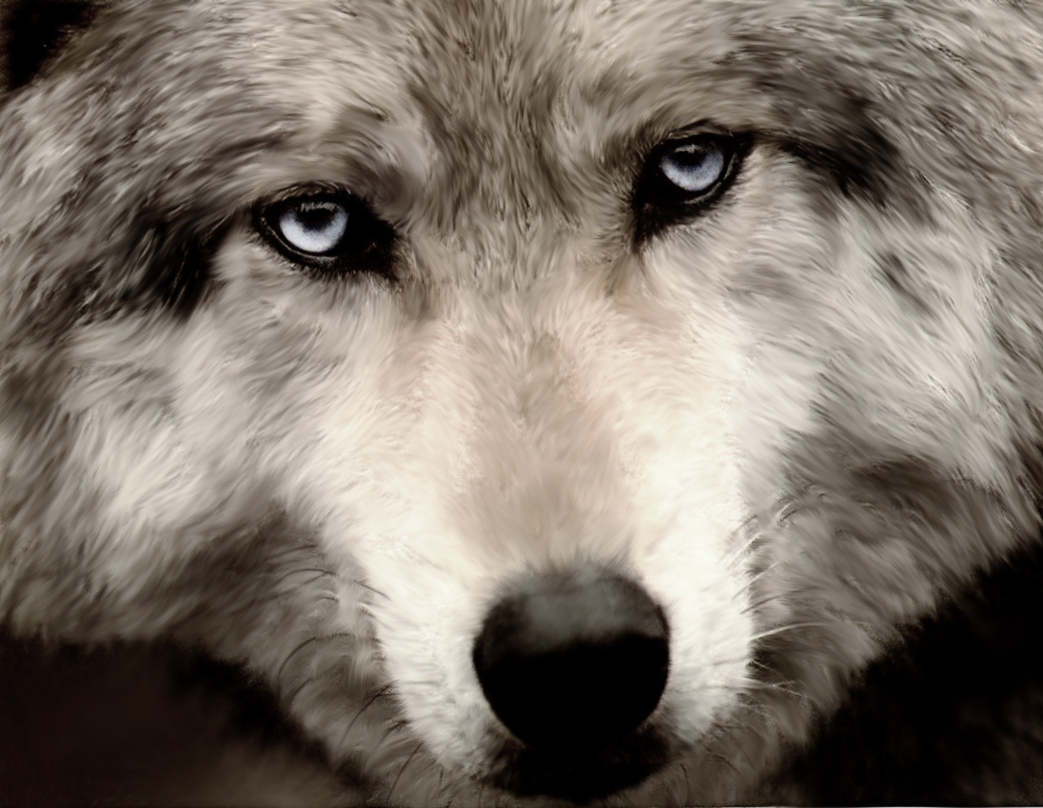 Save wolves from the Bush/Cheney Administration