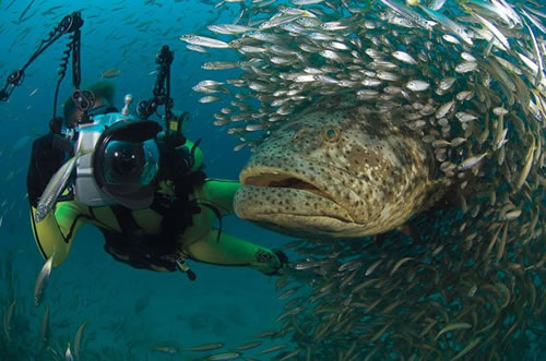 [photographer-goliath-grouper.jpg]