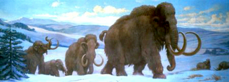 [woolly-mammoths.png]