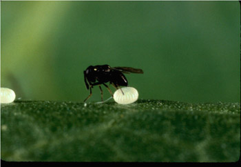 [wasp-Copidosoma-floridanum.jpg]