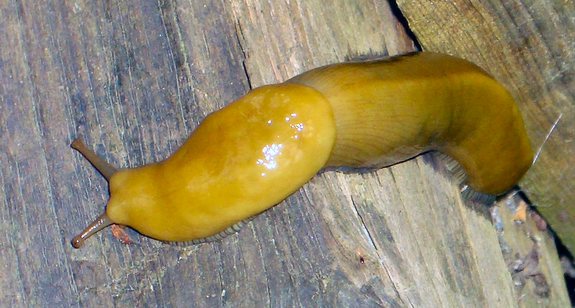 [banana_slug.jpg]