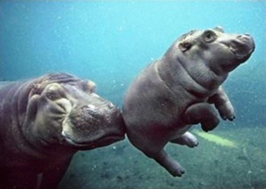 [hipopotamito+y+su+mama.jpg]