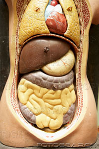 [anatomico-modelo-mostrando-human-interno-orgaos-~-200503979-001.jpg]