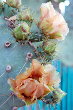 Prickly Pear in garden