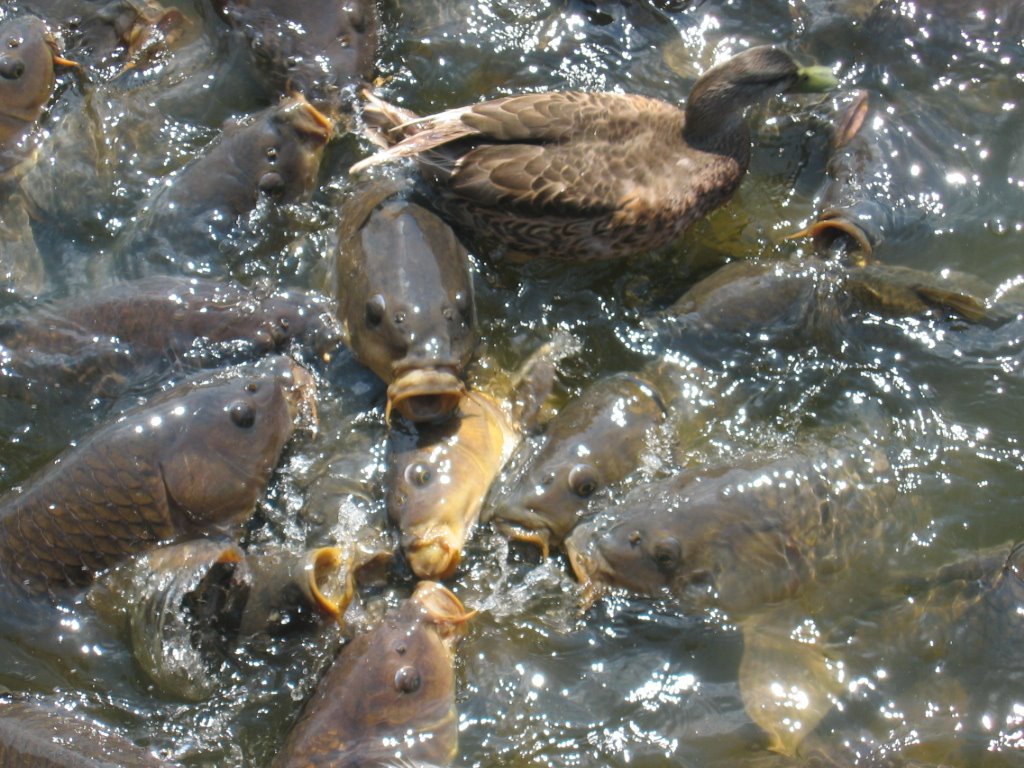 [spillway1:duck+on+fish.JPG]