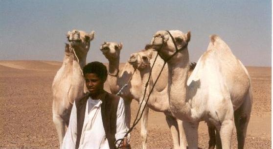 [1327676-Camel_herder-Sudan.jpg]
