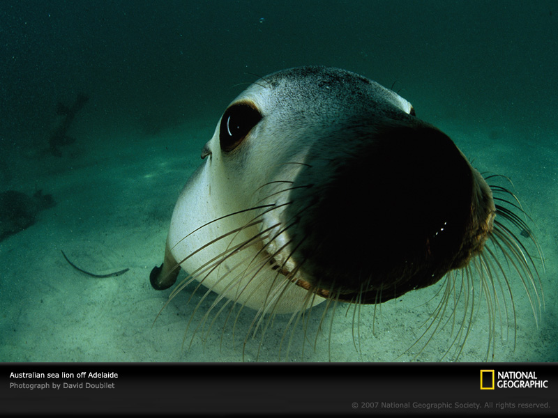 [sea-lion-australia-703813-sw.jpg]