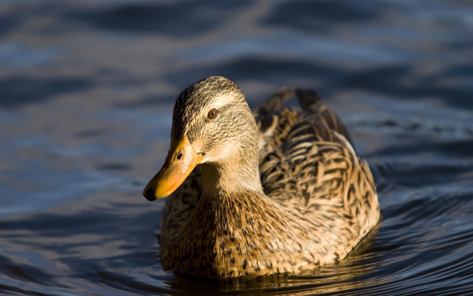 [female-mallard-duck.jpg]