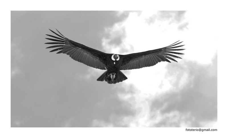 [Vultur2.jpg]