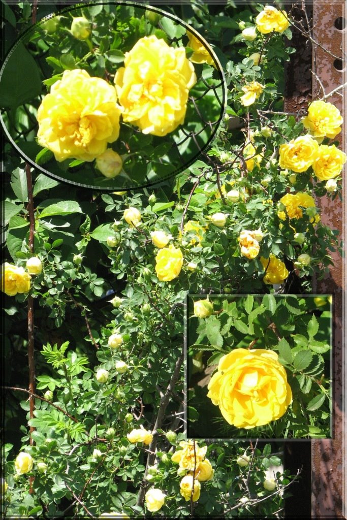 [5+Climbing+Roses+Yellow.jpg]