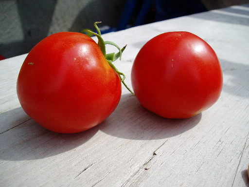 [tomato1.jpg]