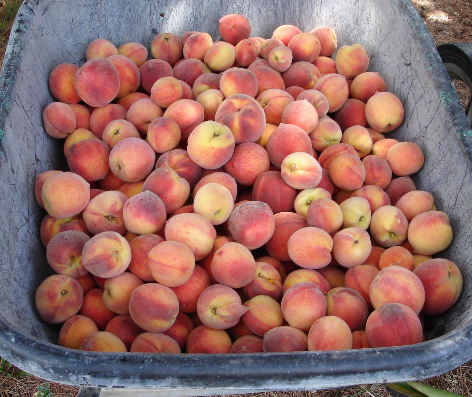 [lots+of+peaches.JPG]