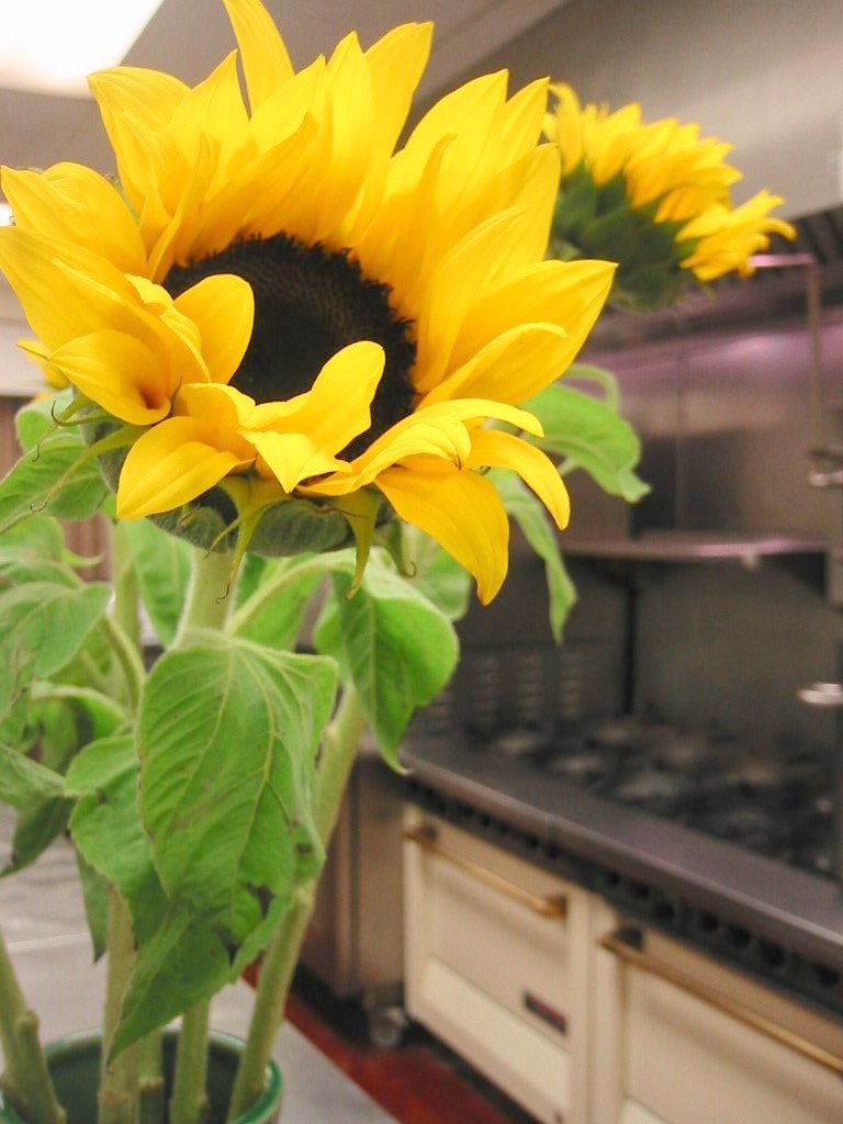 [kitchen+sunflowers.jpg]