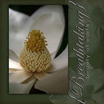 [magnolia(sfw).jpg]