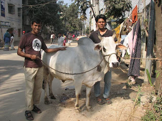 Shahid the farmer is with the bull