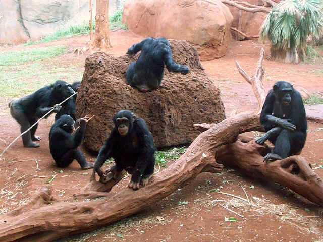 [chimps.jpg]