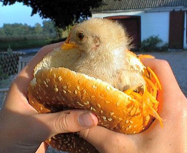 [new-chicken-sandwich.jpg]