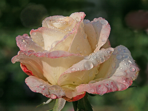 [wet+rose.jpg]