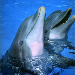 [golfinhos1.jpg]