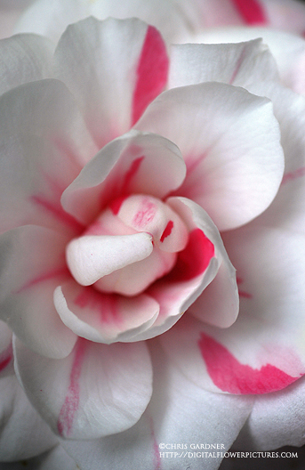 [camellia1webcc.jpg]