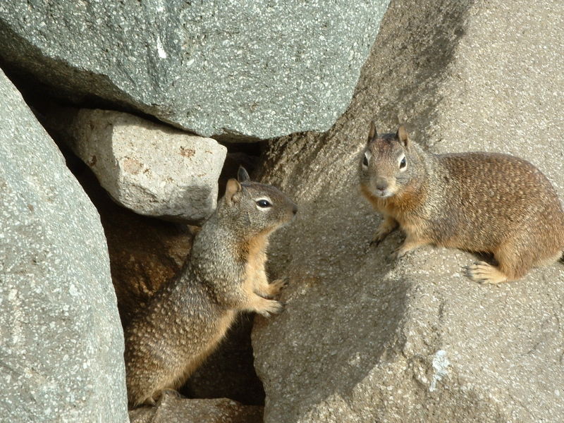 [Morro_Rock_Squirrels.jpg]